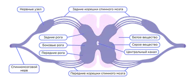 Строение спинного мозга (Часть 1) | 🩺Илья Сапотницкий💊 | Дзен