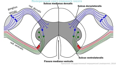 Спинной мозг схемы : нормальная анатомия | e-Anatomy