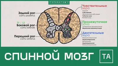 Строение спинного мозга человека | Победить ЕГЭ и ОГЭ 👈Подпишись — это  полезно! | Дзен