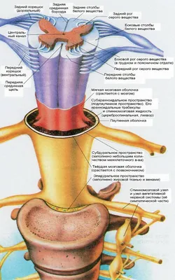 Спинной мозг схемы : нормальная анатомия | e-Anatomy