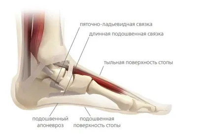 Анатомия стопы у человека достаточно сложная, имеет свои особенности |  Анатомия, Биохимия, Нервная система