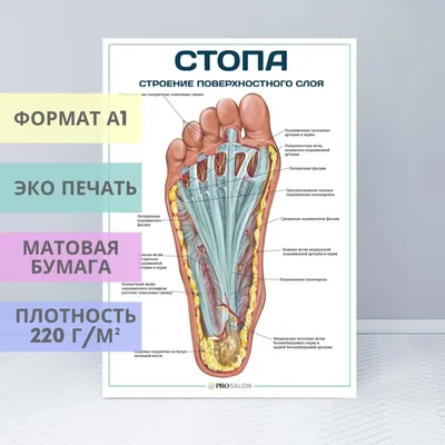 Пластическая анатомия: ноги и стопы | Анатомия, Человек, Биология