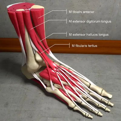 Кости и мышцы стопы человека 3D Модель $149 - .max .obj .dae .c4d - Free3D