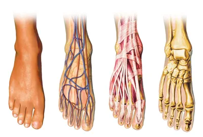 Строение стопы человека картинки