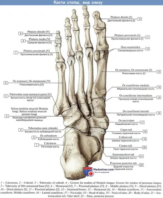Анатомия стопы - YouTube