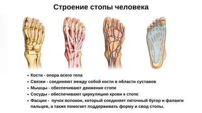 Как состояние стоп влияет на внешние признаки старения лица: 5  малоизвестных секретов красоты, связанных с деформацией стоп | Денис  Потапенко | Советы кинезиолога | Дзен