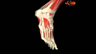 3D Анатомия мышц человека - стопа. 3D Anatomy muscles human - foot. -  YouTube