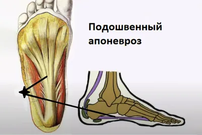 Стопа: строение поверхностного слоя (плакат) купить с доставкой по России  по цене