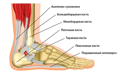 Анатомия стопы. Интересная подача анатомии