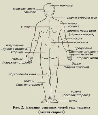 Физическая культура: Общее представление о строении тела человека, его  тканях, органах и физиологических системах