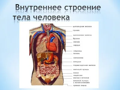 Название частей тела человека (2). | Уроки биологии, Анатомия йоги, Тело