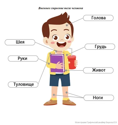 Модель строение тела человека на магните купить недорого - Ход конем