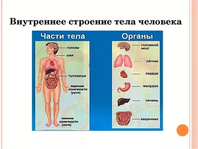 Набор для опытов «Строение тела», анатомия человека (ID#199331015), цена:   руб., купить на 