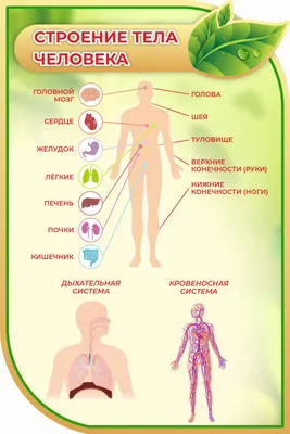 Картинки тело человека - 76 фото