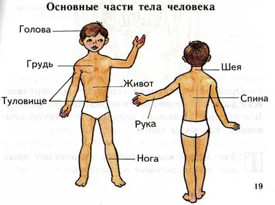 Научный опыт «Строение тела» — купить в интернет-магазине по низкой цене на  Яндекс Маркете