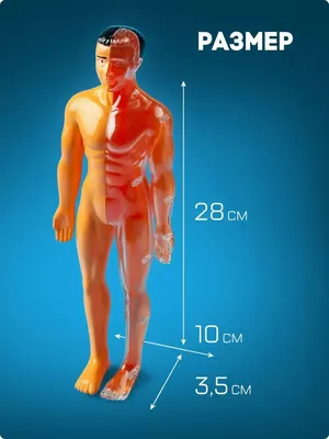 Модель «Внутреннее строение тела человека» арт 65H по цене 794 грн: купить  набры Монтессори на сайте 