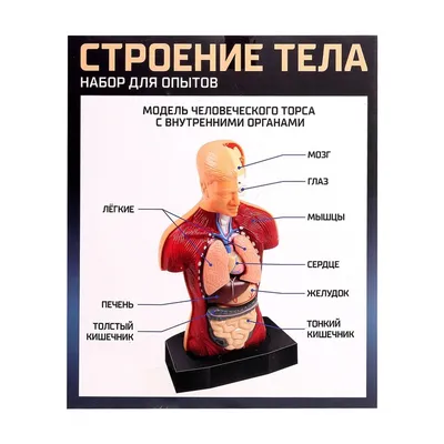 Отзывы на Научный опыт «Строение тела» (арт. 2772940)