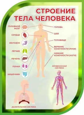 Стенд Строение тела человека в кабинет биологии - 