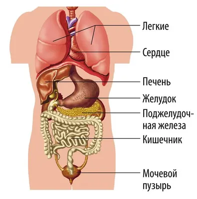 Картинки строение человека (45 фото) » Картинки, раскраски и трафареты для  всех - 