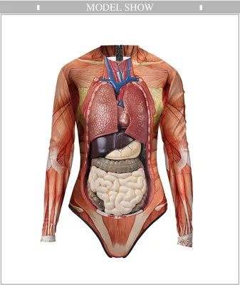 Медицинская научная анатомия, женщина, человеческое тело, структура ткани,  3D печать, образовательные материалы, модель торса, Обучающие ресурсы |  AliExpress