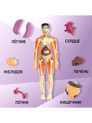 Анатомическая модель для детей "Строение тела человека" Эврики 39988219  купить за 564 ₽ в интернет-магазине Wildberries