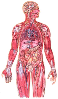 0023 Плакат 600х900 мм. Анатомия органов таза женщины (русский/латынь)