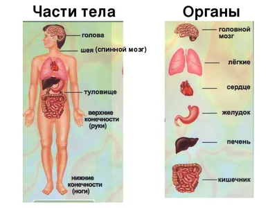 Анатомия человека: простое и доступное описание анатомических и  физиологических особенностей тела человека