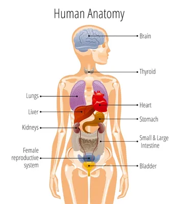 Женская анатомия человека, схема внутренних органов | Премиум векторы