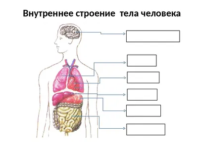 Анатомия человека: простое и доступное описание анатомических и  физиологических особенностей тела человека