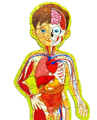 Рисование человеческого тела (Анатомия) 1 часть. | Polika Arts | Дзен