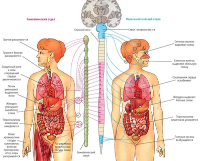 Строение женской репродуктивной системы и таза: иллюстрации с надписями |  e-Anatomy