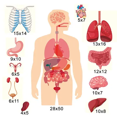 Анатомия человека в картинках - 67 фото