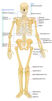 Анатомия человеческого тела, плакат внутреннего органа женщины с печенью,  желудком, сердцем, мозгом, женской репродуктивной системой, мочевым  пузырем, почкой, щитовидной железой. | Премиум векторы