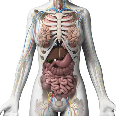Картинки расположение органов человека (53 фото) - 53 фото