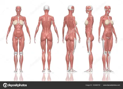 Строение женского тела картинки