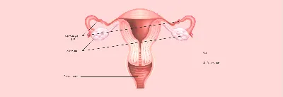 Онко Вики — Как устроена женская репродуктивная система?