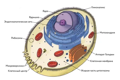 Строение животной клетки