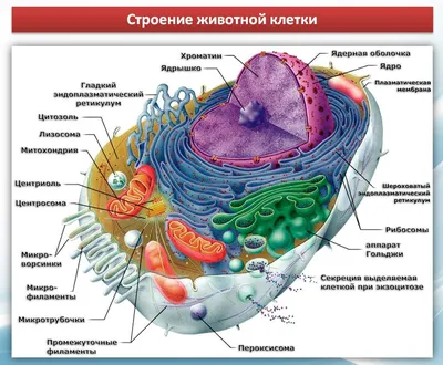 Особенности строения животной клетки • Биология, Животные • Фоксфорд Учебник