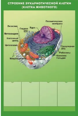 Строение животной клетки worksheet | Live Worksheets