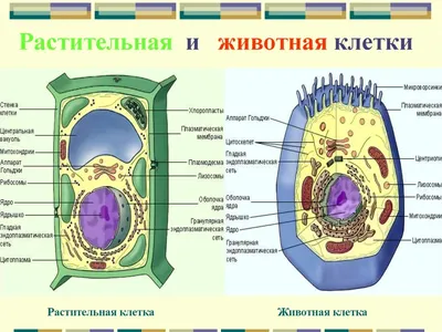 Органоиды клетки, подготовка к ЕГЭ по биологии