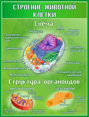 10. Клеточная теория. Общий план строения клетки: Общий план строения клеток