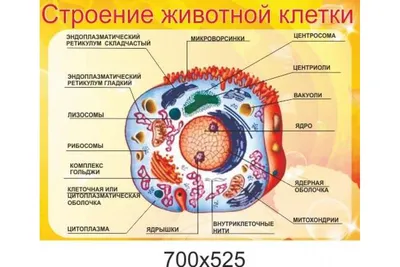 Стенд в кабинет биологии "Строение животной клетки". Цены от производителя