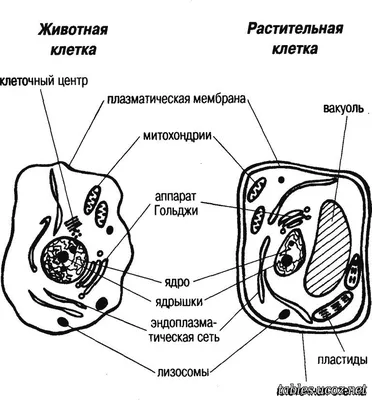 Строение животной и растительной клетки | схема, таблица скачать бесплатно  | Биология