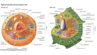 Изучите рисунок растительной и животной клетки назовите структурные (50  фото) » рисунки для срисовки на Газ-квас.ком