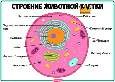 Раскраски животная клетка биология (55 фото) » Картинки, раскраски и  трафареты для всех - 