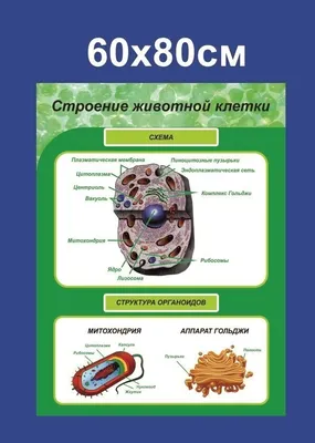 Информационный стенд для кабинета Биология "Строение животной клетки"  (720х900мм) - купить с доставкой по выгодным ценам в интернет-магазине OZON  (1284384527)