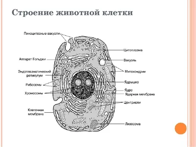 Биология в картинках: Сравнение растительной и животной клетки (Вып. 59) -  YouTube