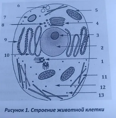 Купить Стенд Строение животной клетки для кабинета биологии 800*1050 мм 📄  с доставкой по Беларуси | интернет-магазин СтендыИнфо.РФ