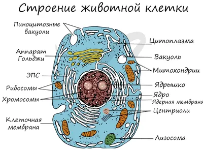 Клетка простой рисунок (60 фото) » Рисунки для срисовки и не только