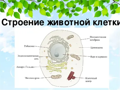 Строение животной клетки - презентация онлайн